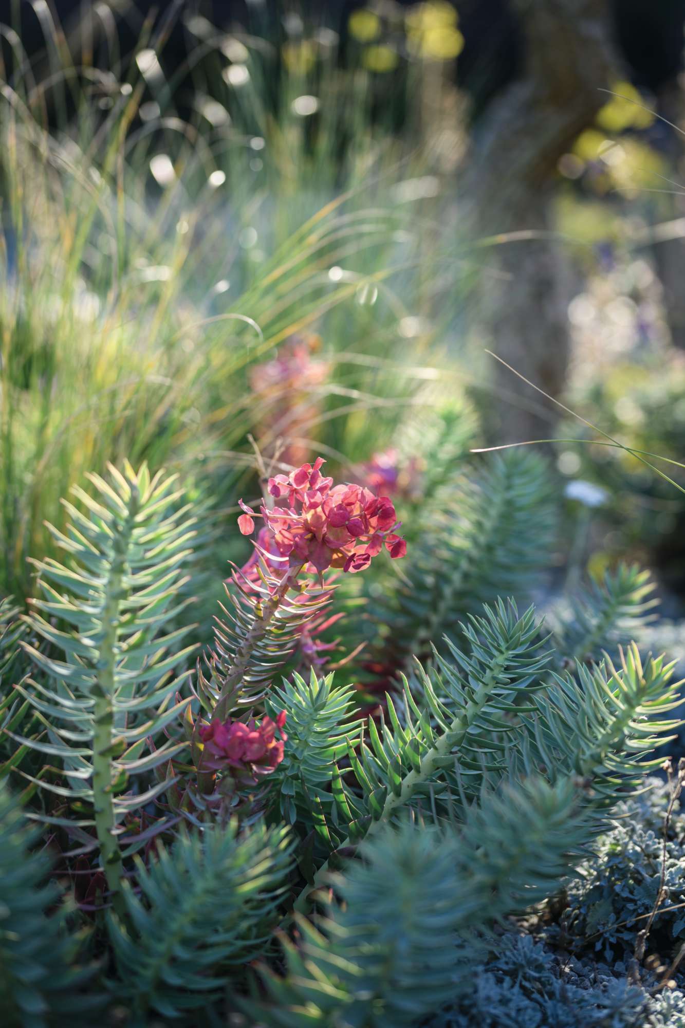 Euphorbia rigida