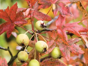 0171969_preview Malus trilobata