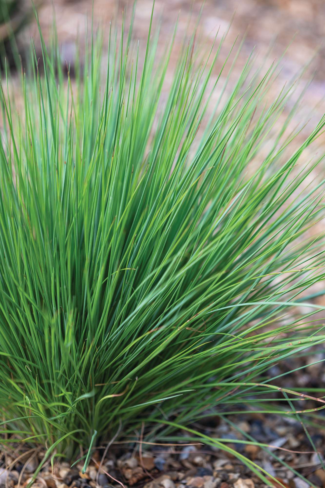 Schizachyrium scoparium