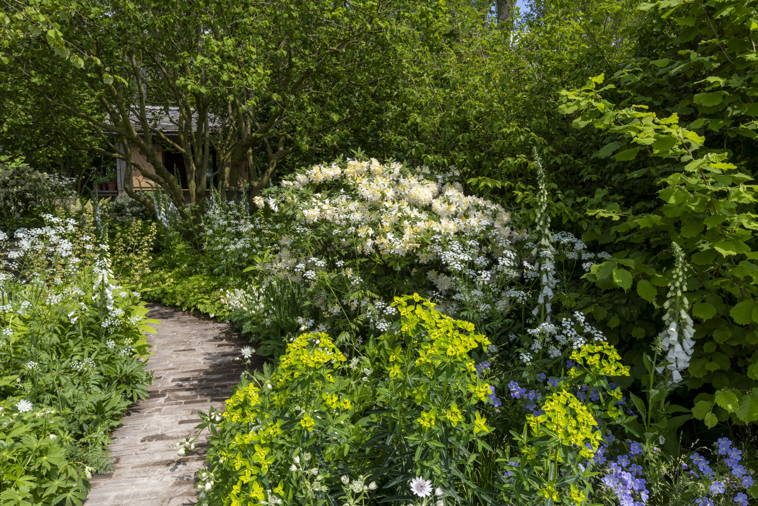 The National Garden Scheme Garden at RHS Chelsea Flower Show. Designed by Tom Stuart-Smith. Sponsored by Project Giving Back.