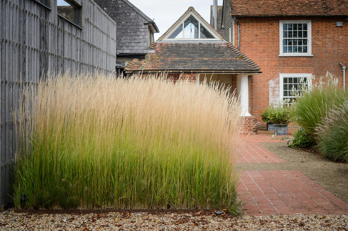 Marina Christopher/Phoenix Perennials Nurseryman's Choice - Sept Calamagrostis × acutiflora 'Karl Foerster'