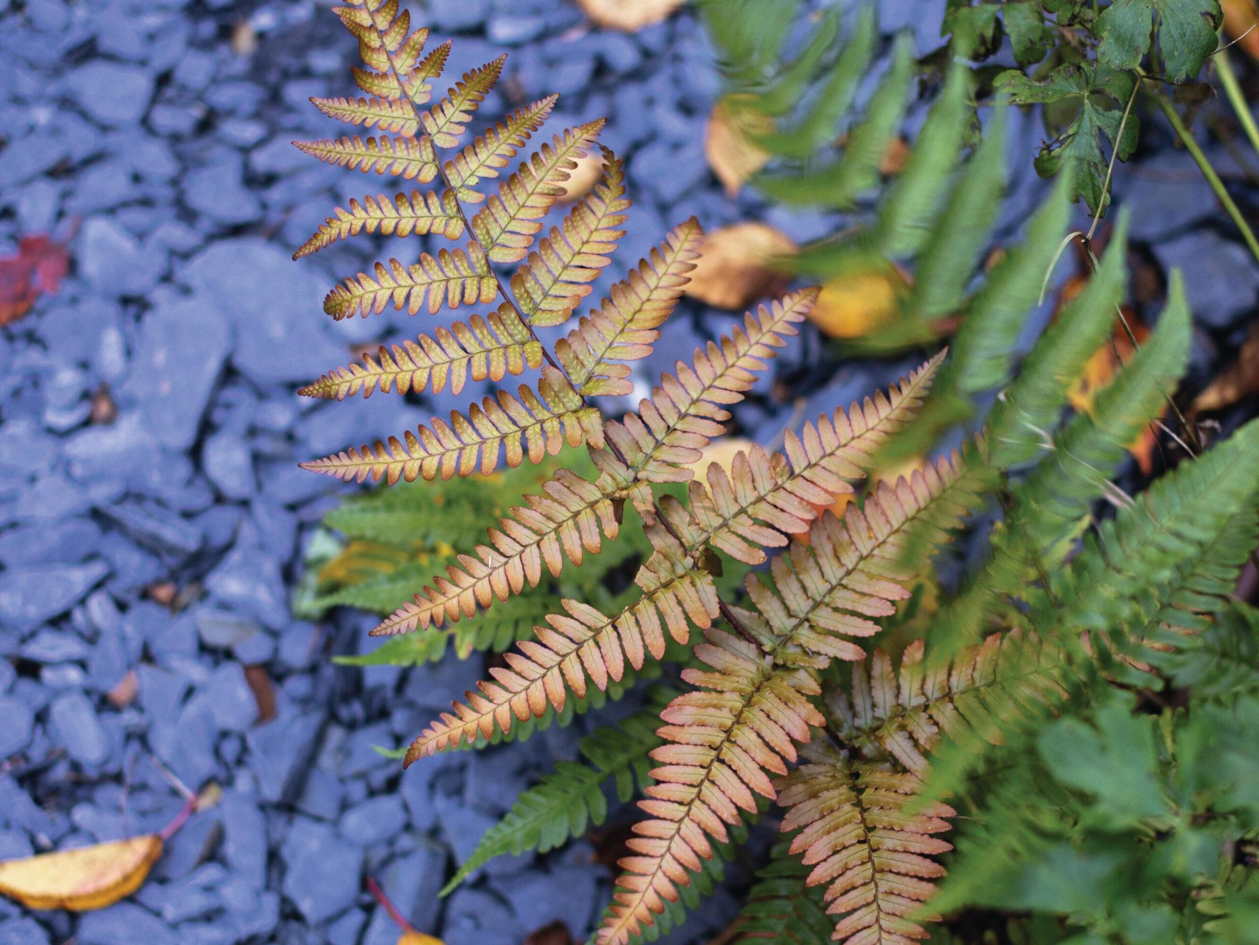 Dryopteris erythrosora 