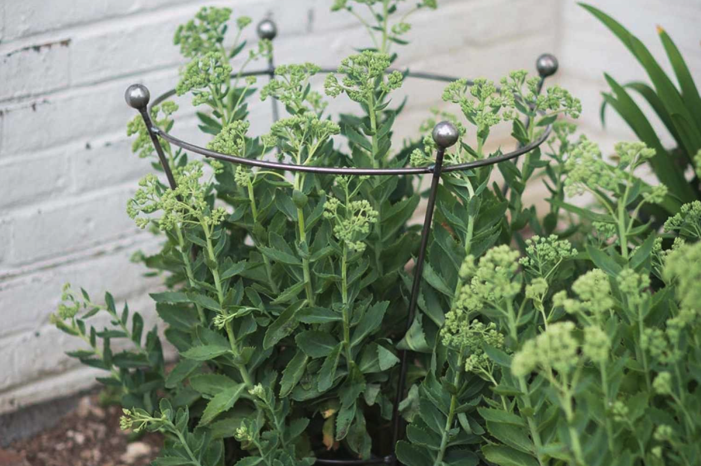 Barrington Flared Plant Support Small in a border