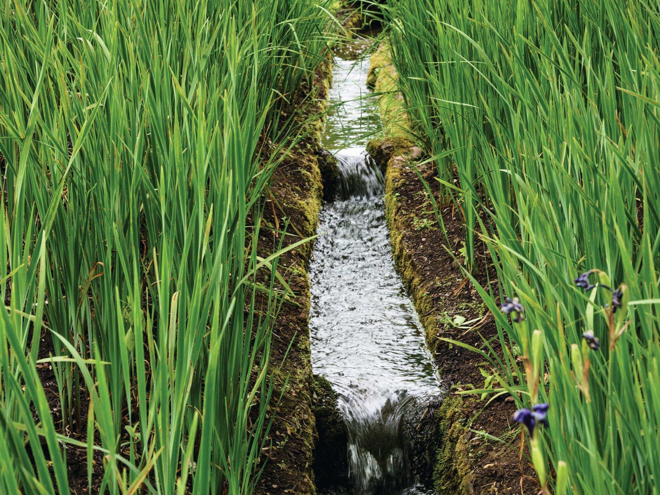 Peter’s grandfather, also called Peter, built this mossy, cast concrete rill in 1946. Gravity fed, with the appearance of stone, the rill playfully points uphill, joining the brook half a mile upstream.