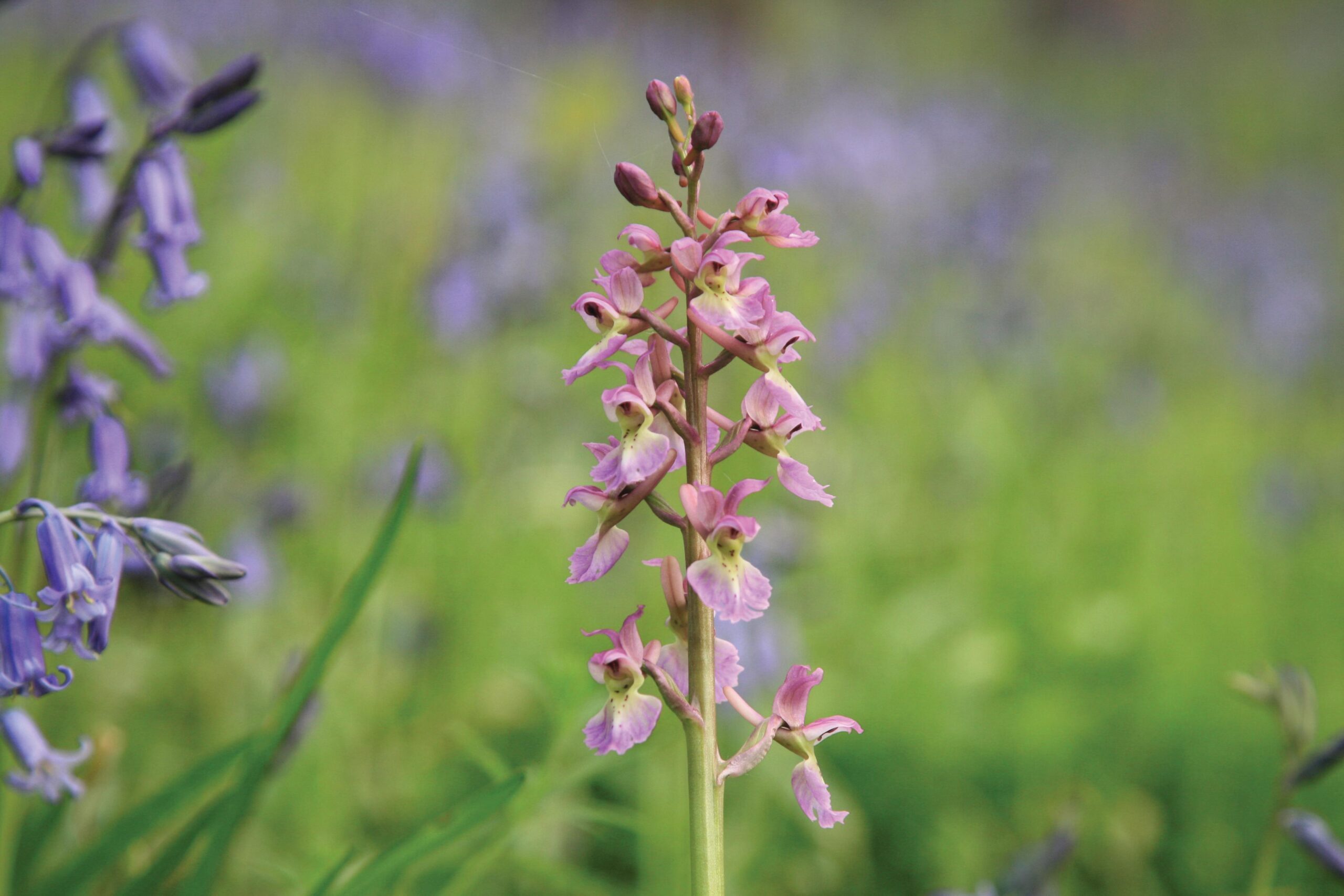 Orchis mascula (early purple orchid) Light to dark-purple flowers appear in early spring. 40cm. RHS H5.