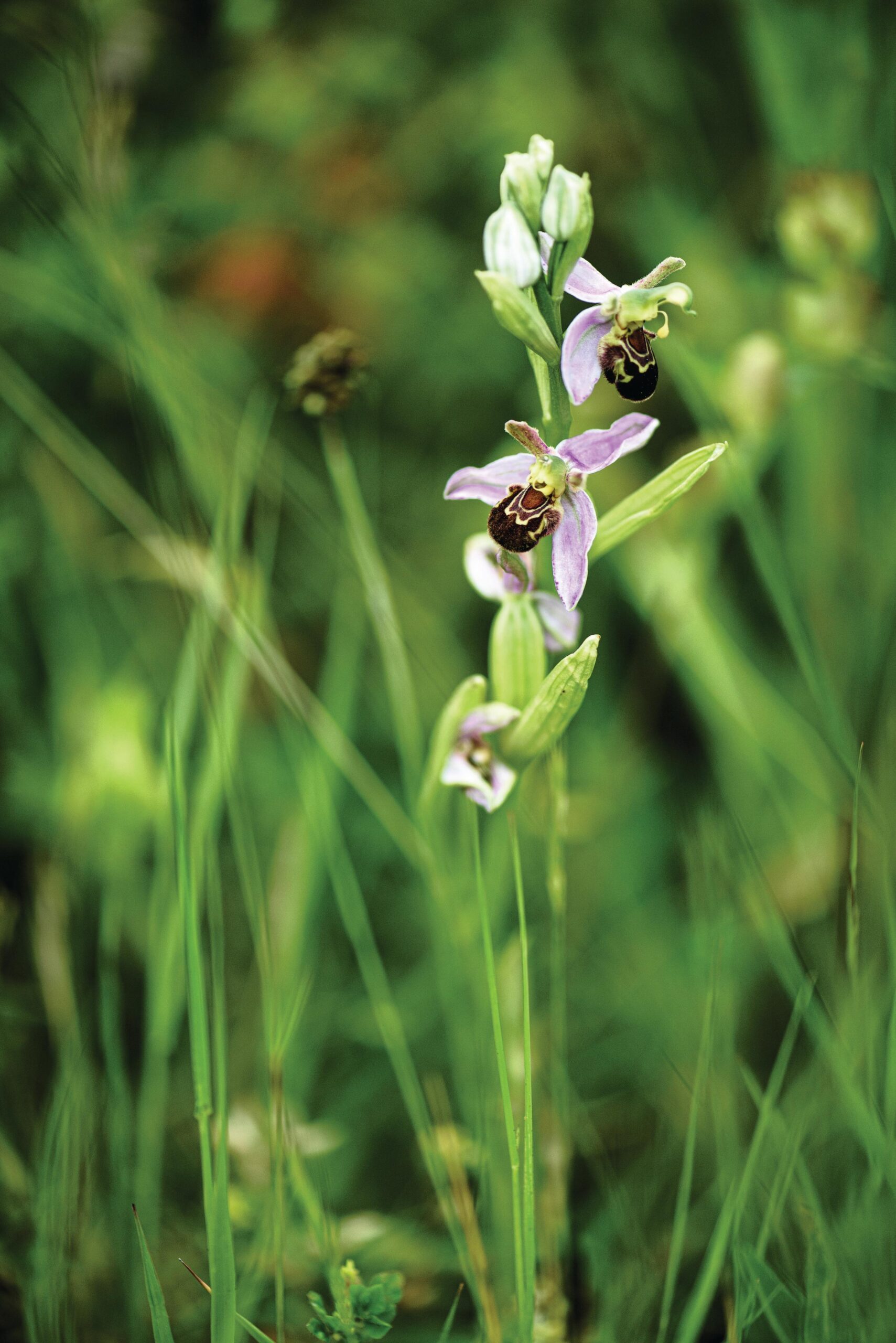 Ophrys apifera (bee orchid) Pale-green or pink petals have a brown lip with yellow markings, resembling a bee. Flowers mid-spring or early summer. 30cm. RHS H6.