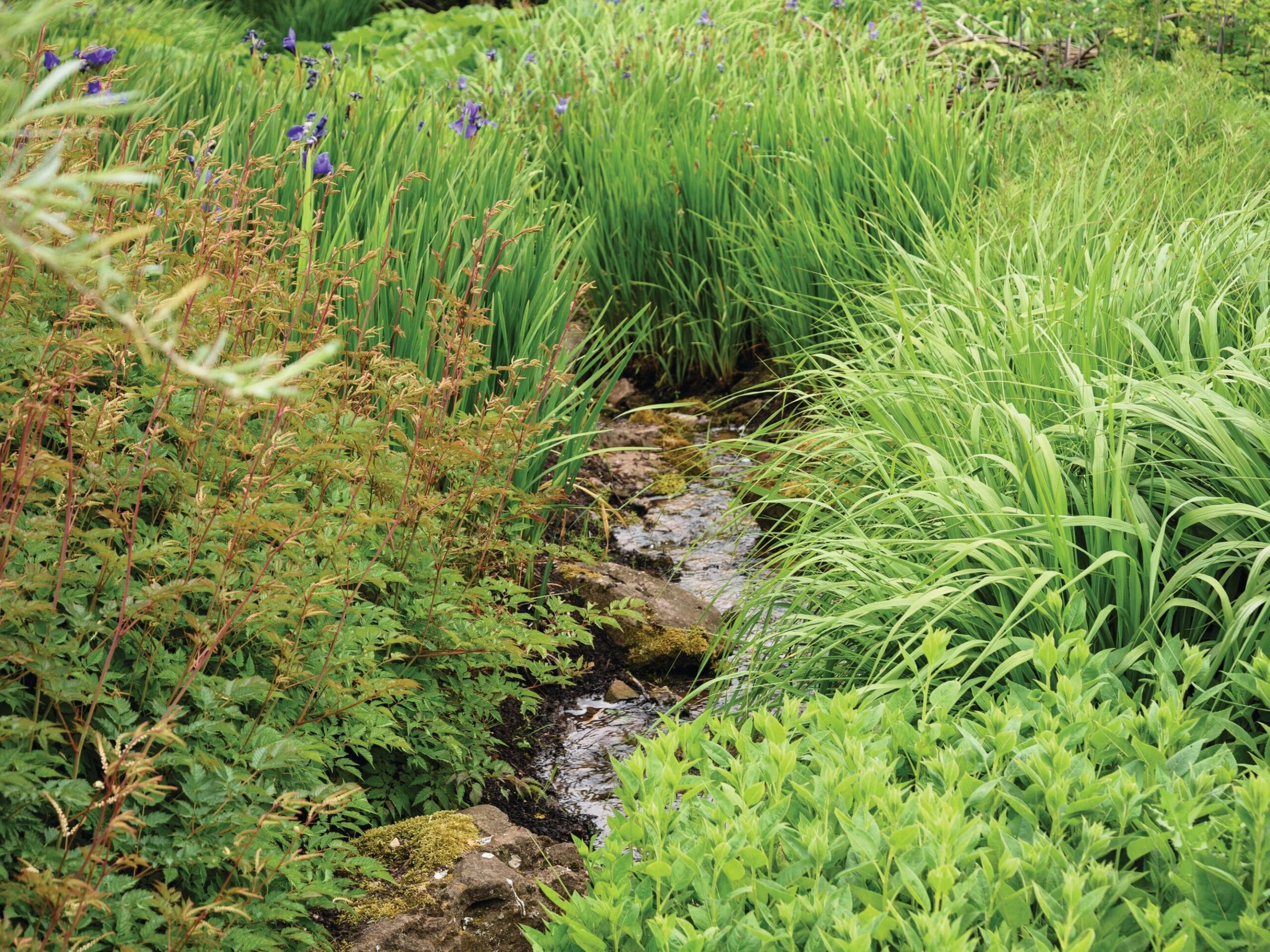 Developed in collaboration with Tom Stuart-Smith, plantings here include moisture-loving and marginal plants such as Aruncus ‘Horatio’ and Iris sibirica with its blue-purple flowers and sword-like foliage.
