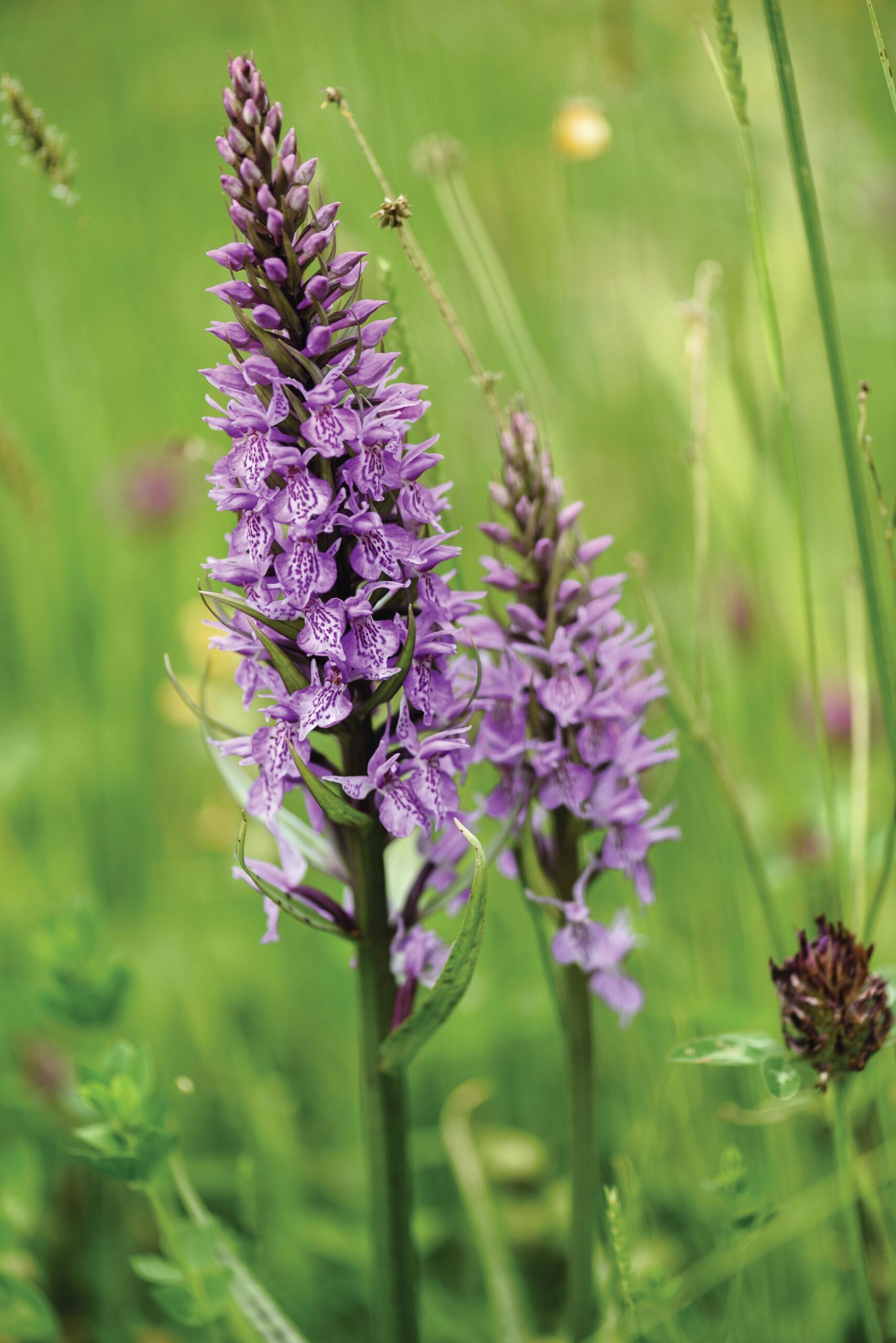 Dactylorhiza fuchsii (common spotted orchid) A tall specimen with dense spikes of purple, pink or white flowers with darker markings in late spring. 60cm. RHS H5.