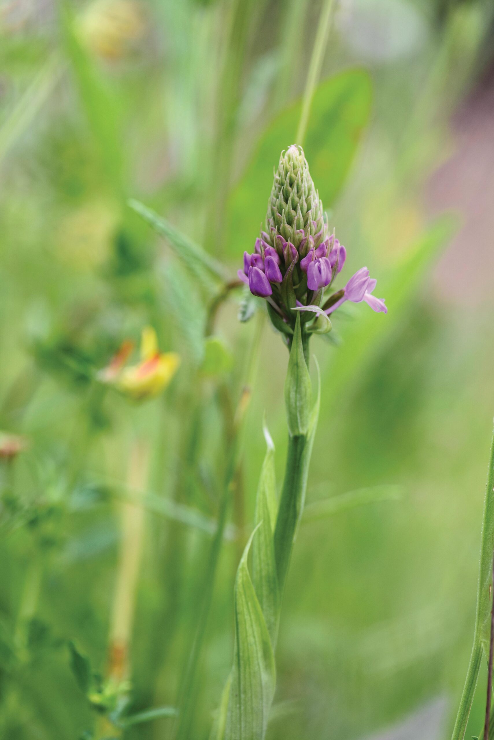 Anacamptis pyramidalis (pyramidal orchid) Conical spikes of rich-pink flowers in midsummer. 60cm. RHS H5.