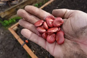 Broad bean seeds to plant in November Broad bean seeds to plant in November
