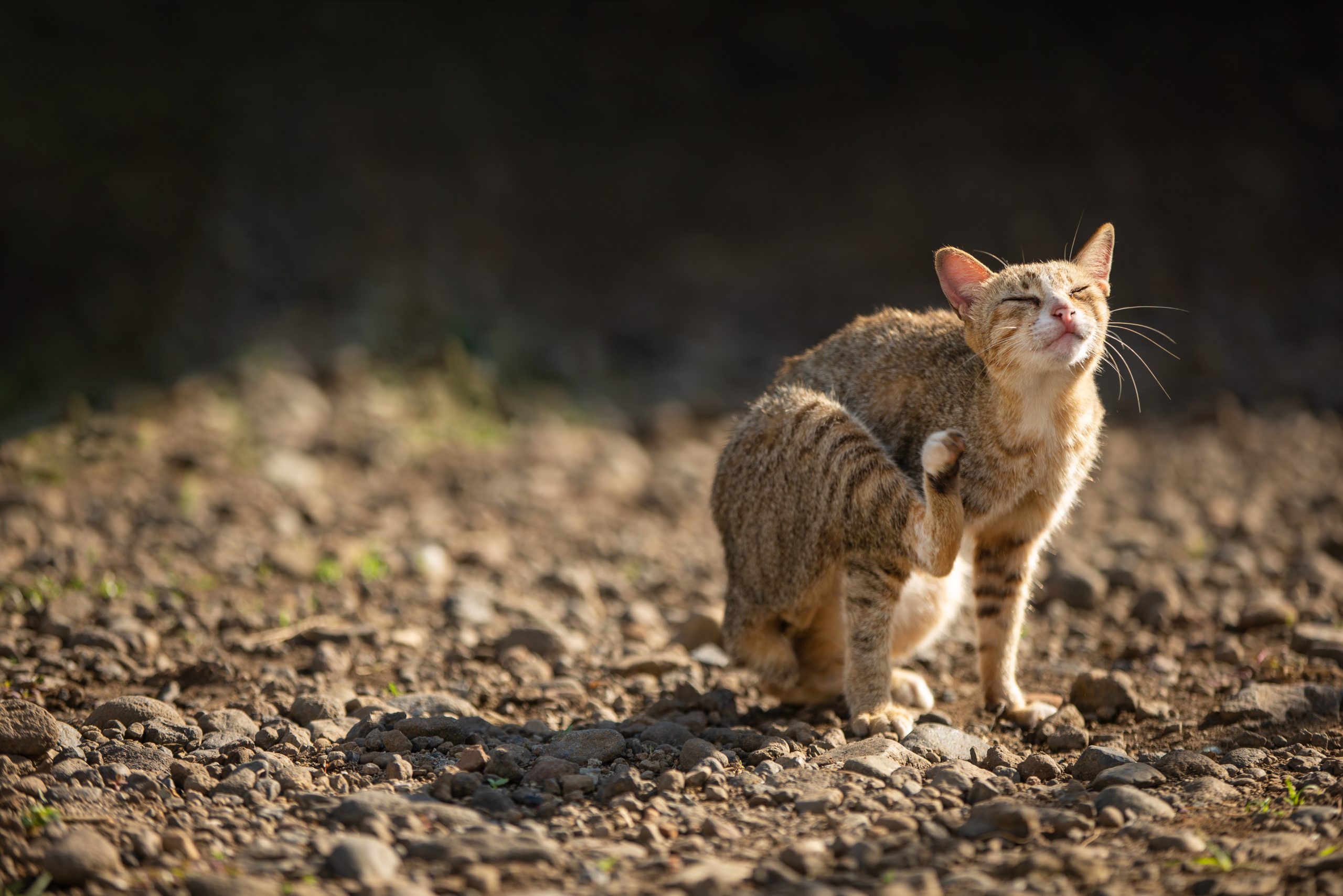 cat scratching on ground outdoor on sunny day