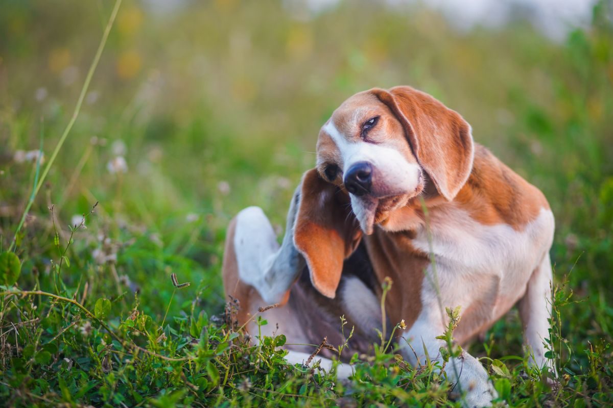 Beagle Scratching in a Field on a Sunny Day.
