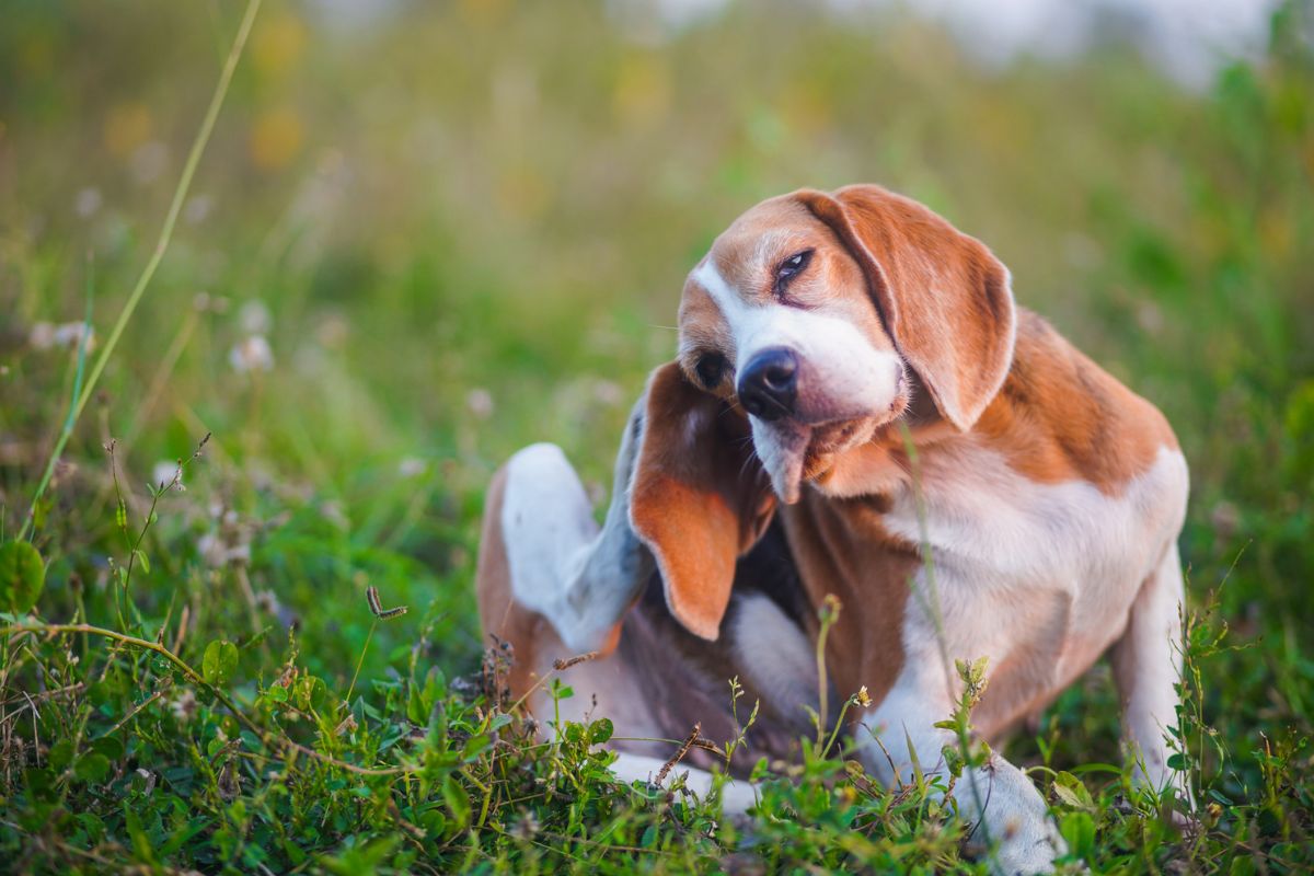 Beagle Scratching in a Field on a Sunny Day.