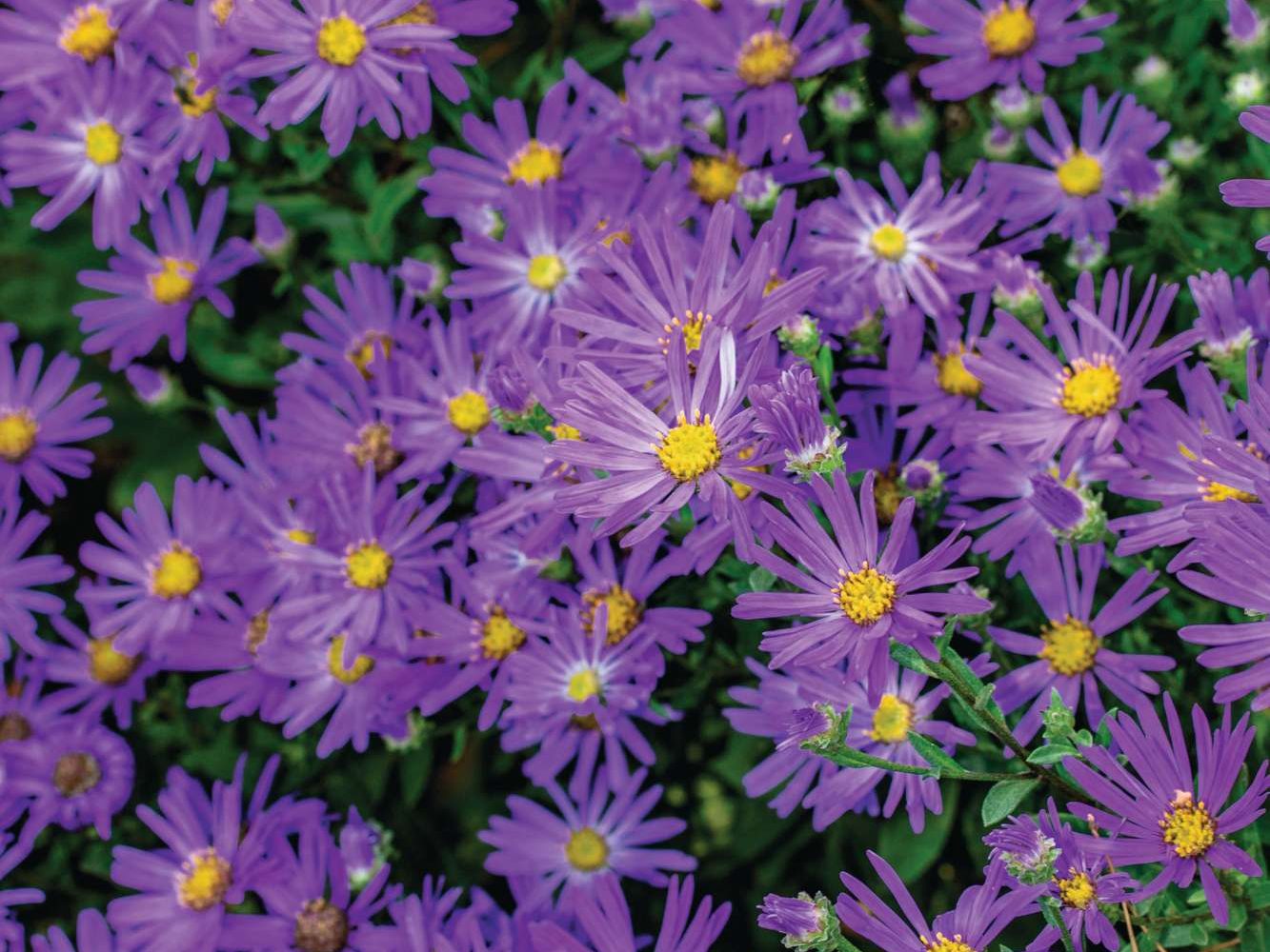 Aster amellus 'Veilchenkönigin'