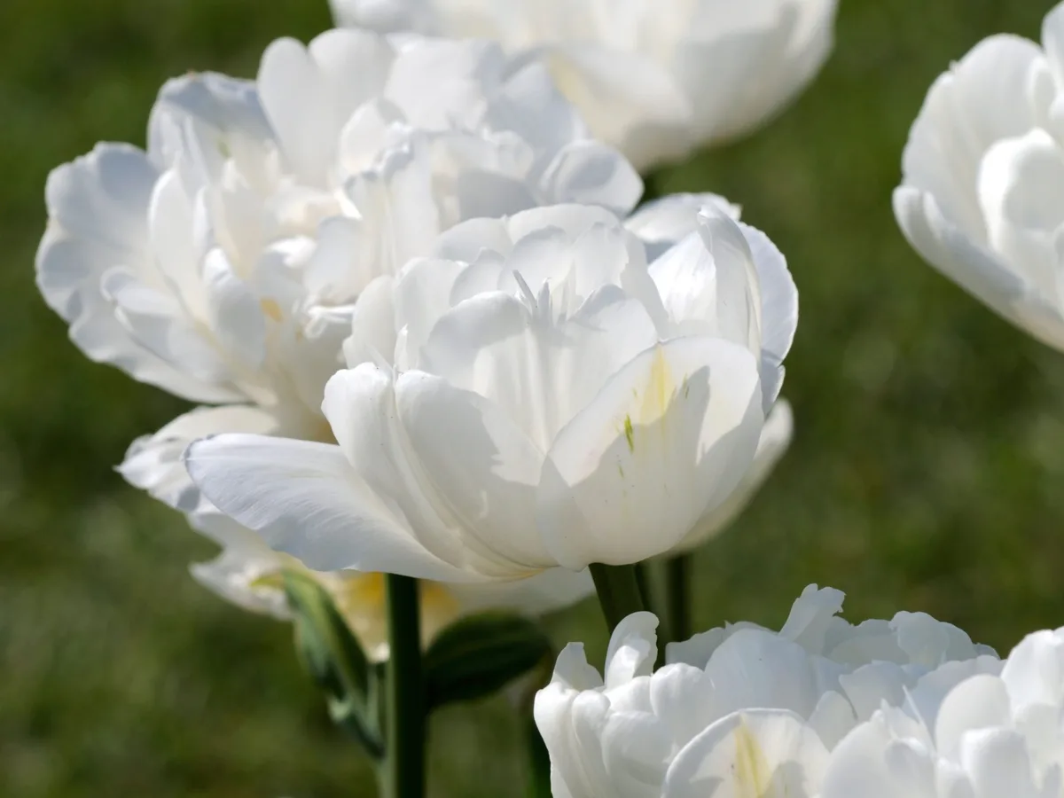 Tulipa Tulip white mount tacoma double late group flowers spring flower bloom blossom Tulipa 'Mount Tacoma'