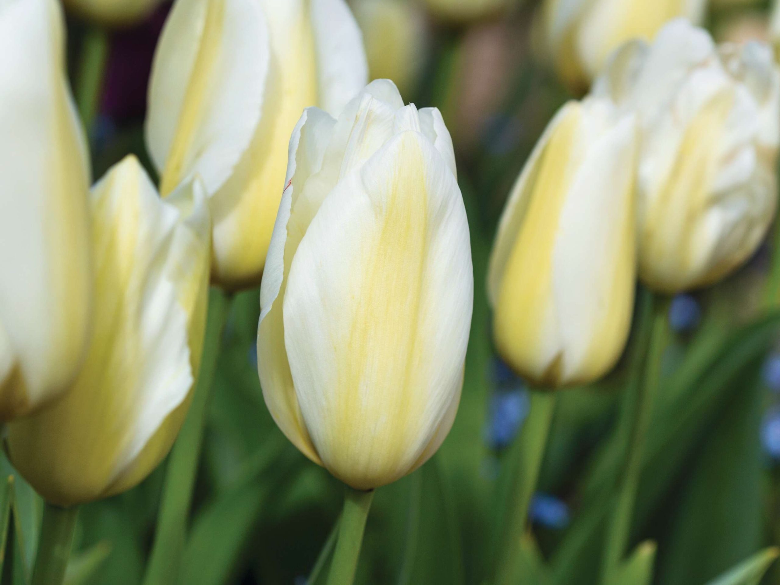 Tulipa ‘Françoise’