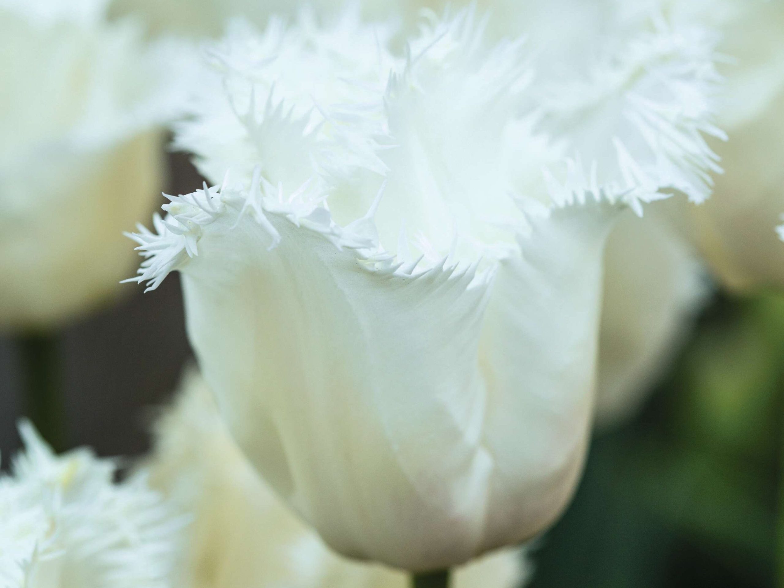Tulipa ‘Honeymoon’