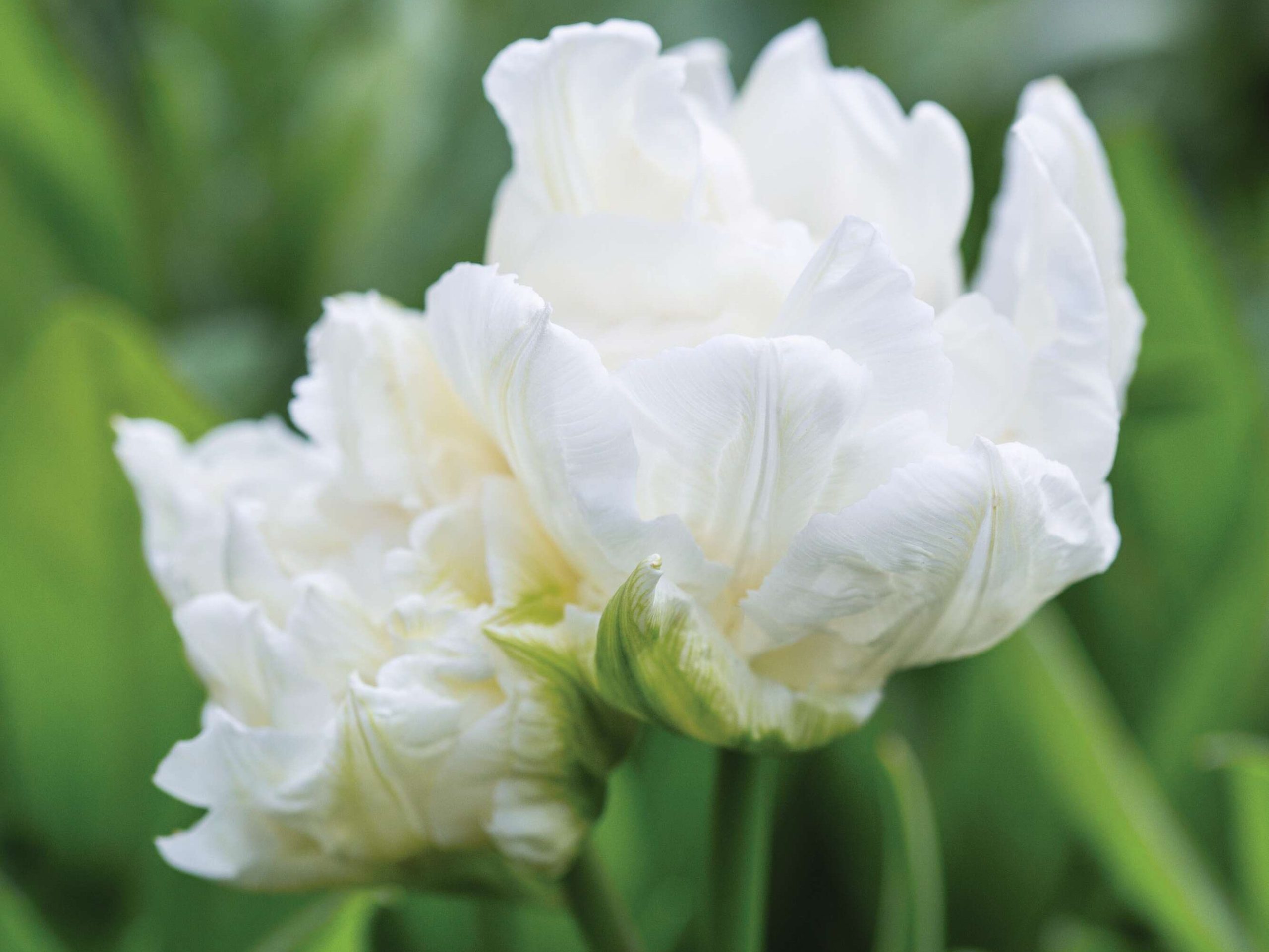 Tulipa ‘Mondial’