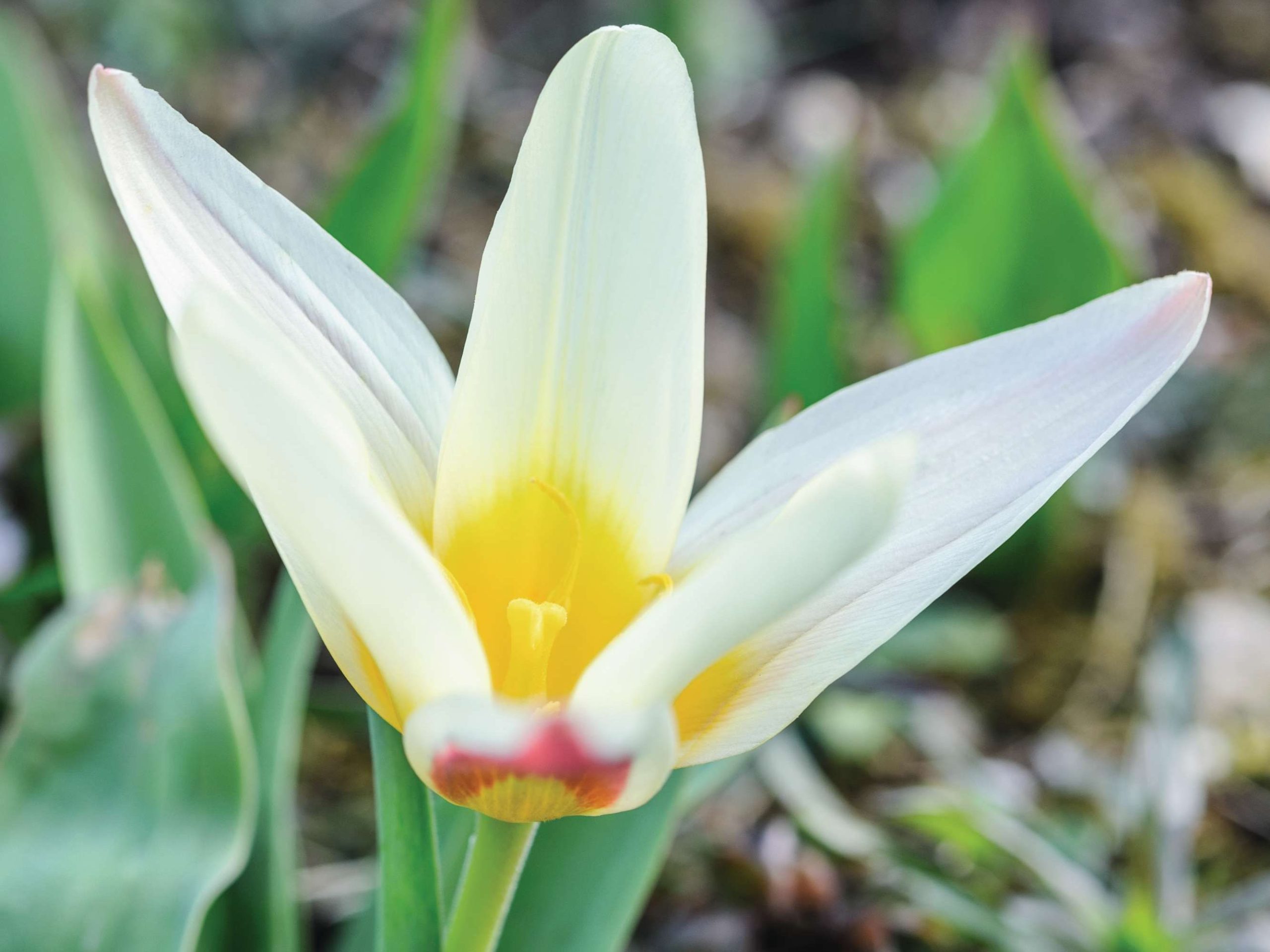 Tulipa ‘The First’