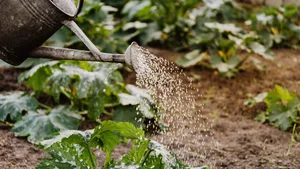 Watering can watering a garden Watering can watering a garden