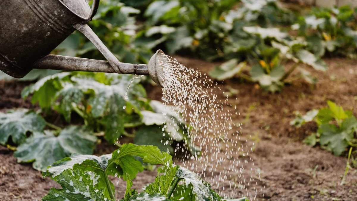 Watering can watering a garden Watering can watering a garden