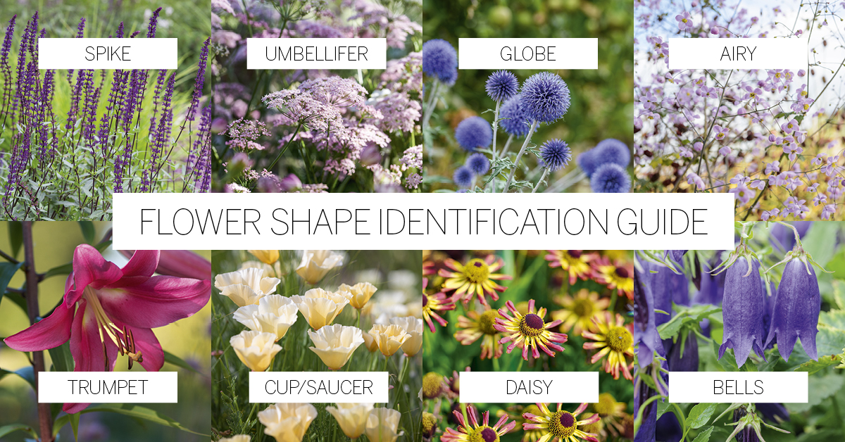 Flower shape identification guide