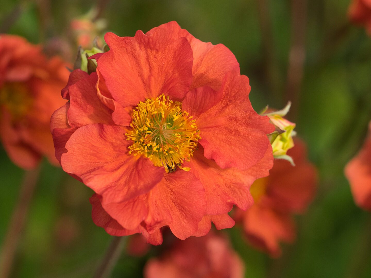 Geum 'Scarlet Tempest'