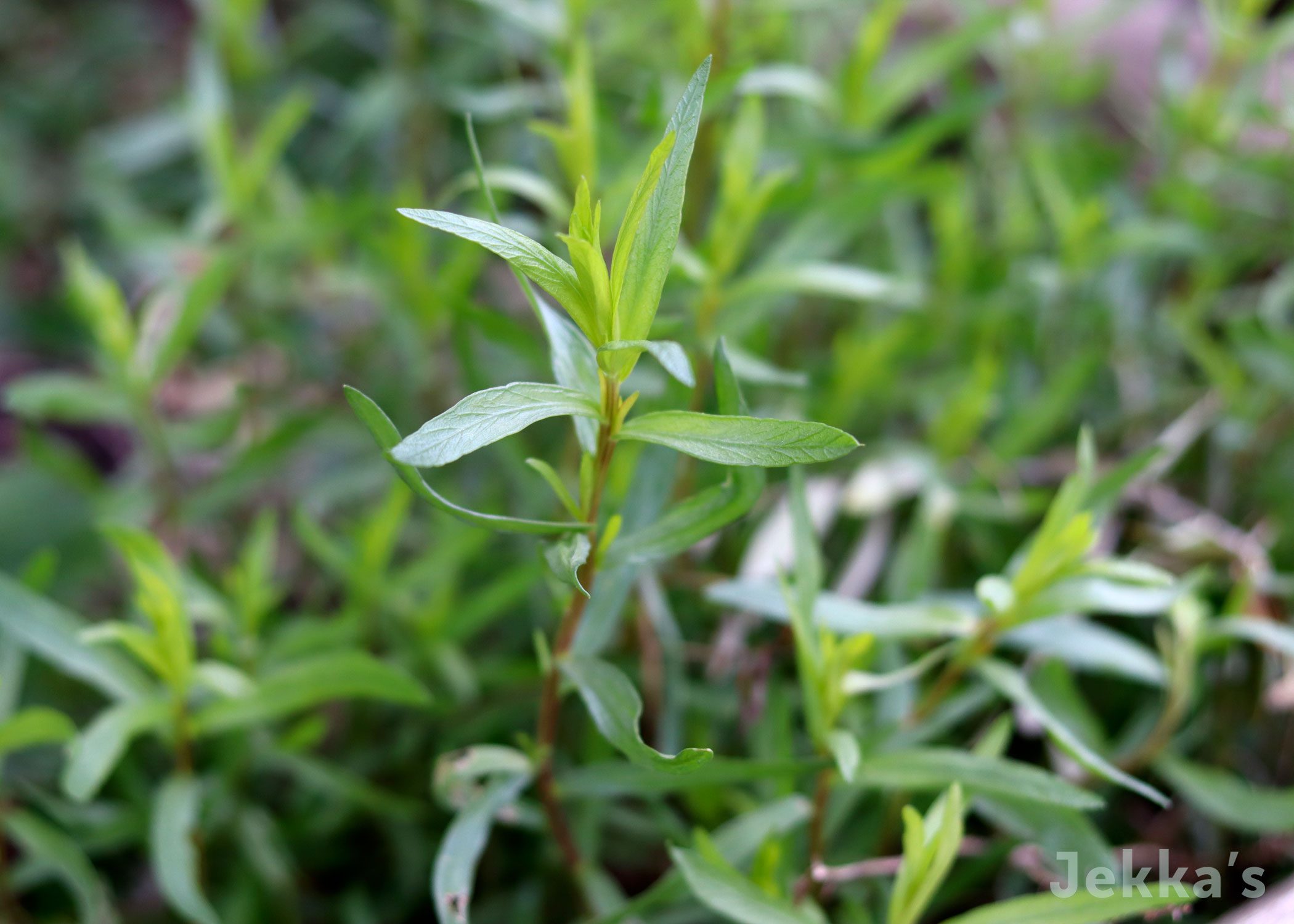 French Tarragon © Jekka's Herb Farm