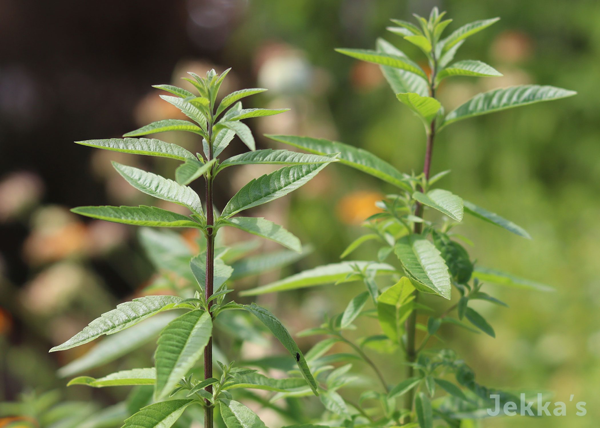 Lemon verbena © Jekka's Herb Farm