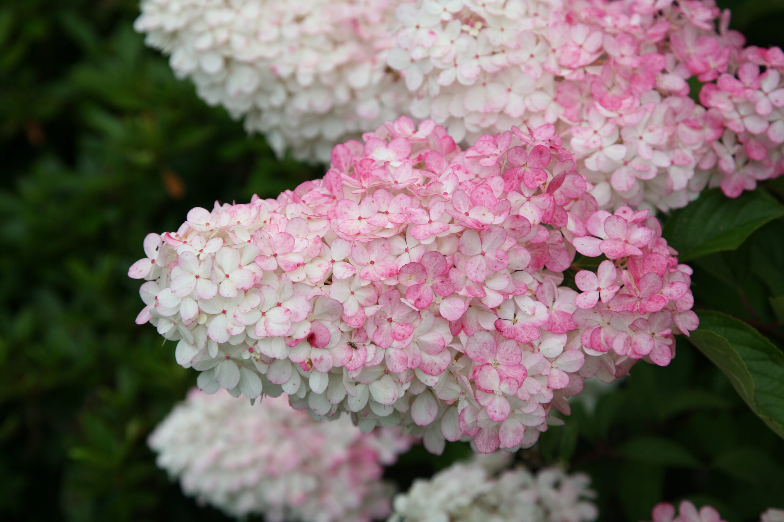 Hydrangea paniculata Vanille Fraise (Renhy)