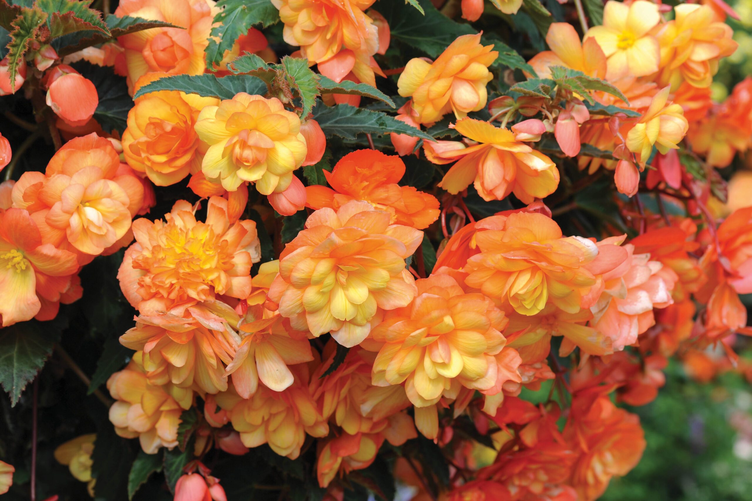 Begonia 'Apricot Shades Improved'