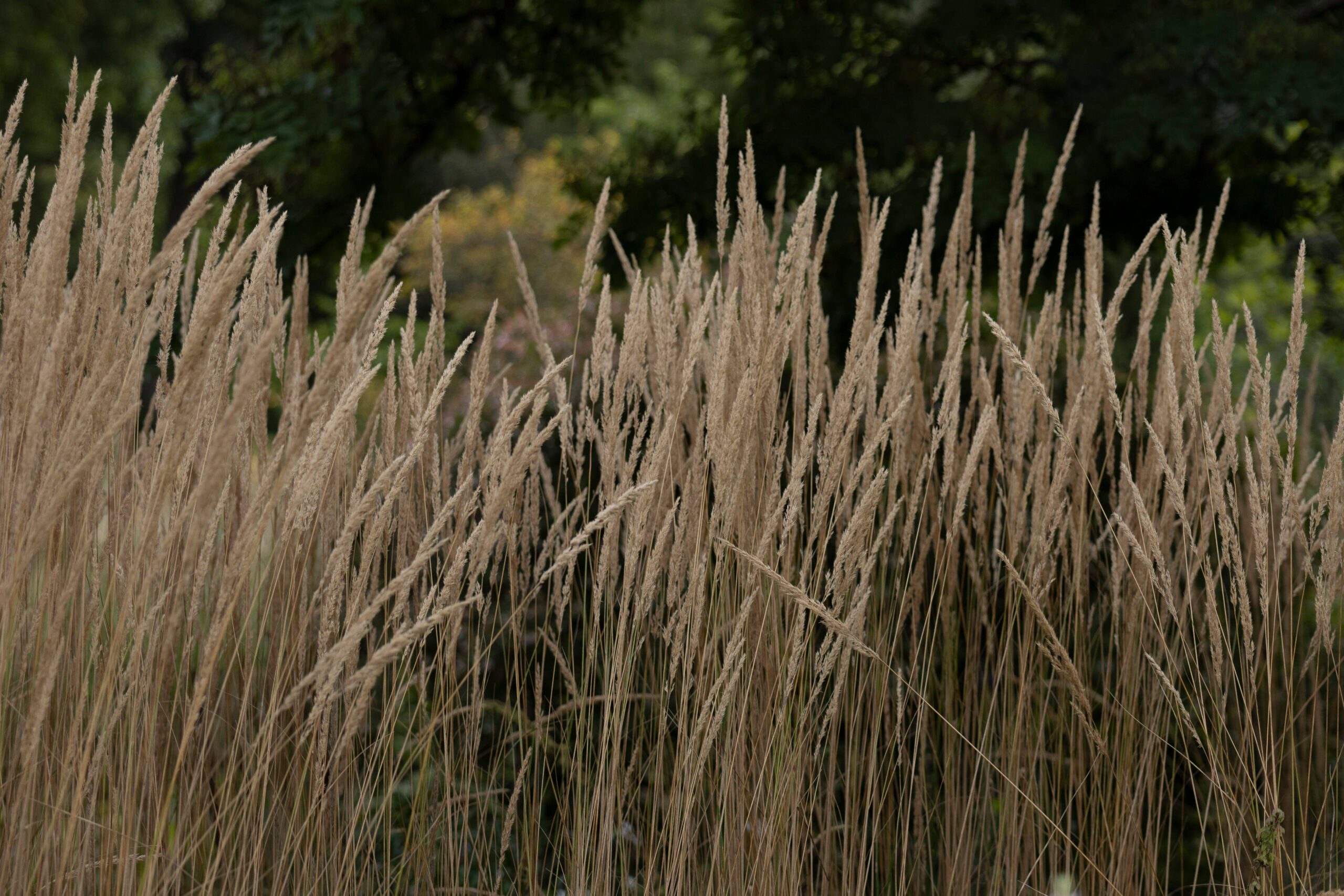 Calamagrostis × acutiflora 'Karl Foerster'
