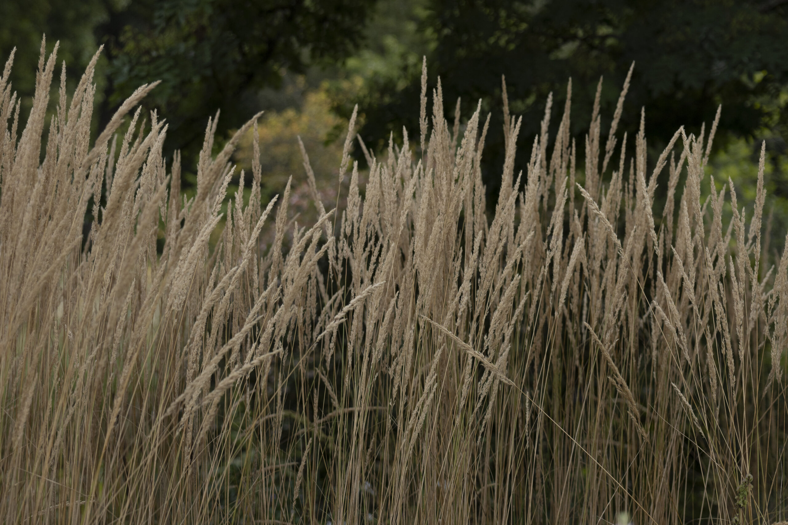 Calamagrostis × acutiflora 'Karl Foerster'