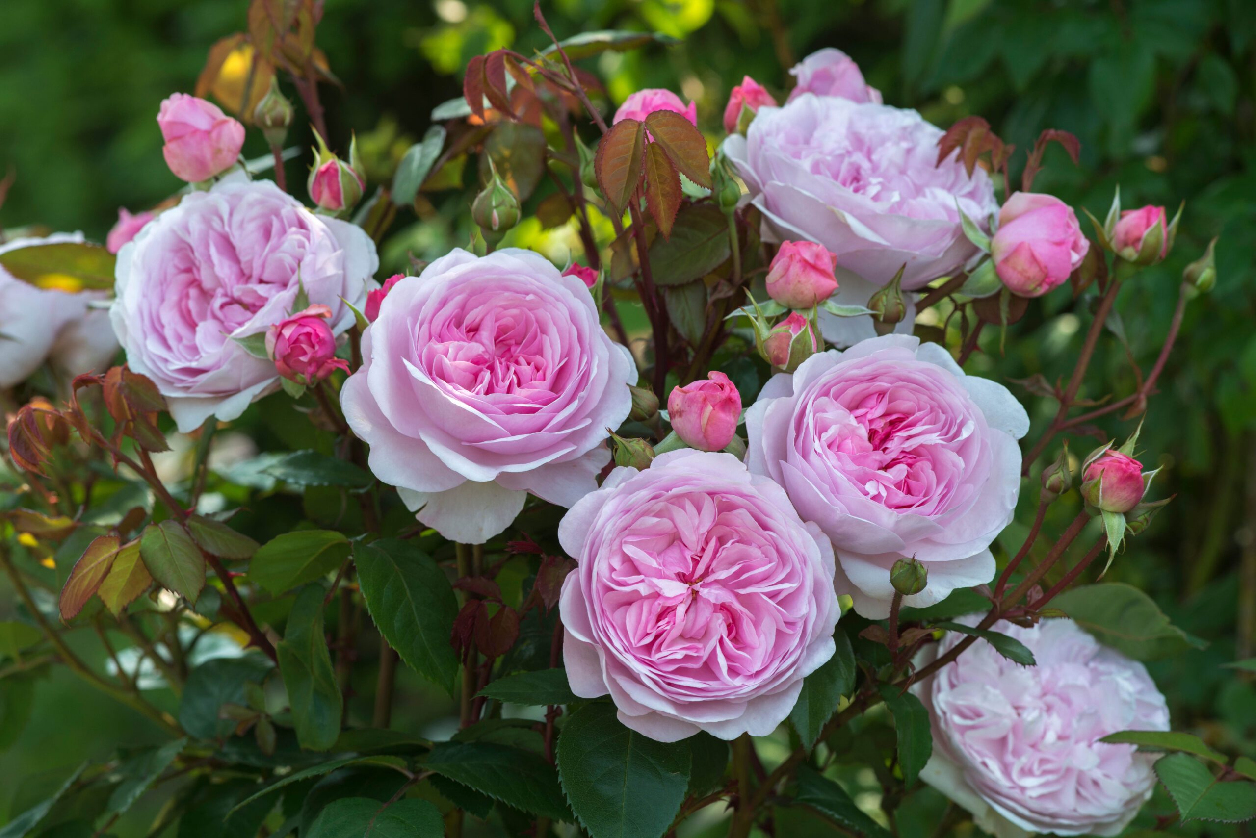 Rose Olivia Rose Austin