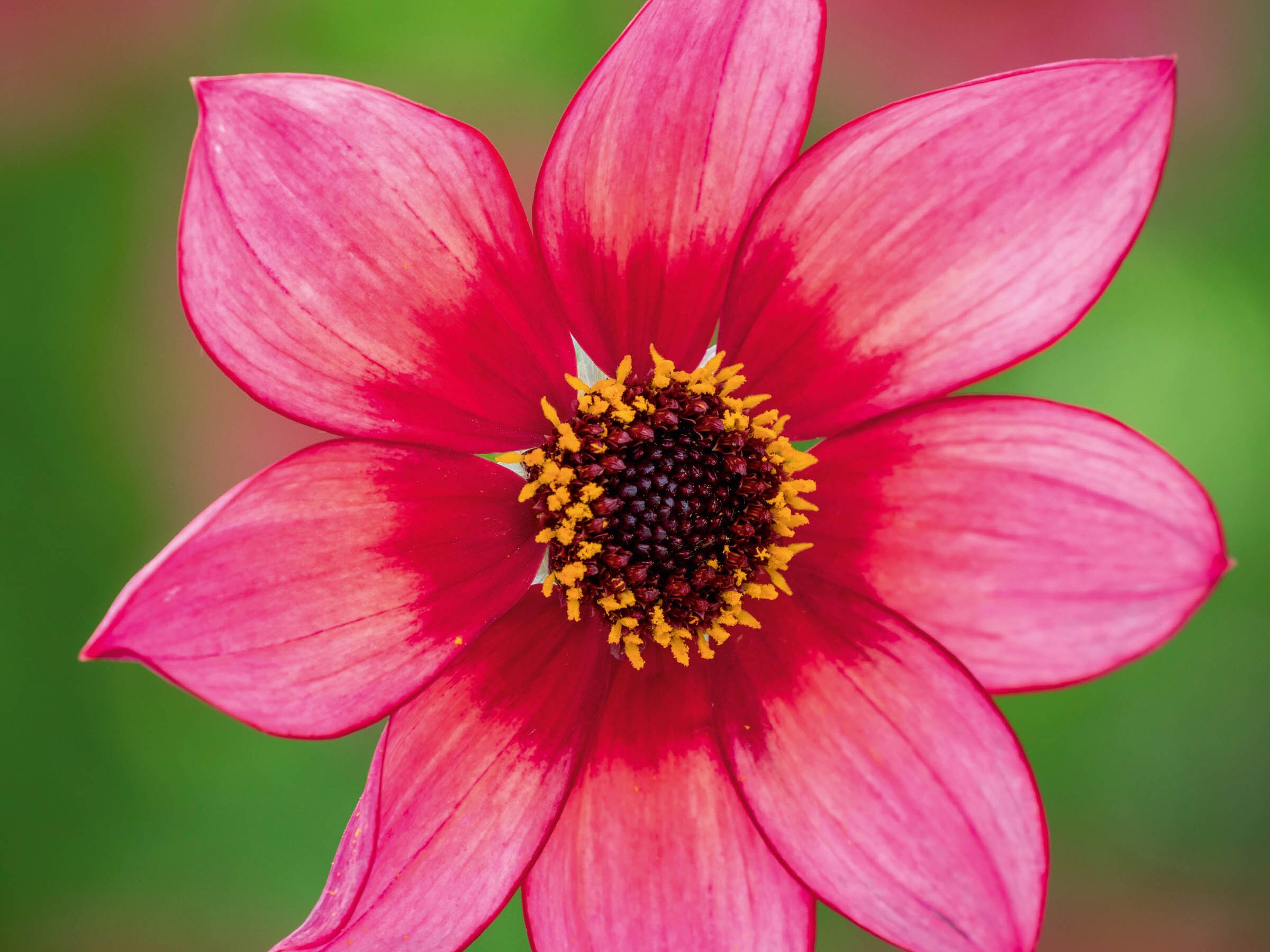 Dahlia 'Lou Farman'