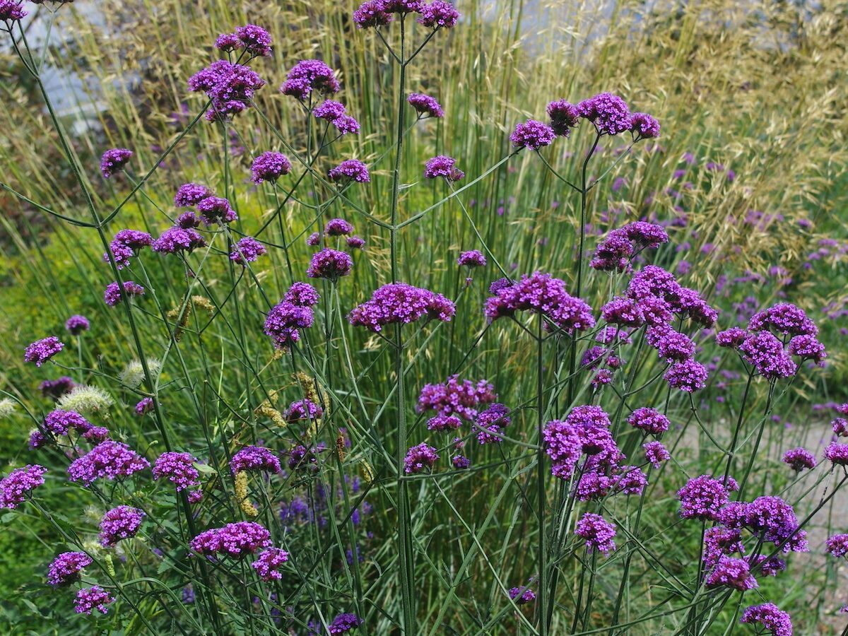 Verbena bonariensis & Stipa gigantea Gold Fontaene