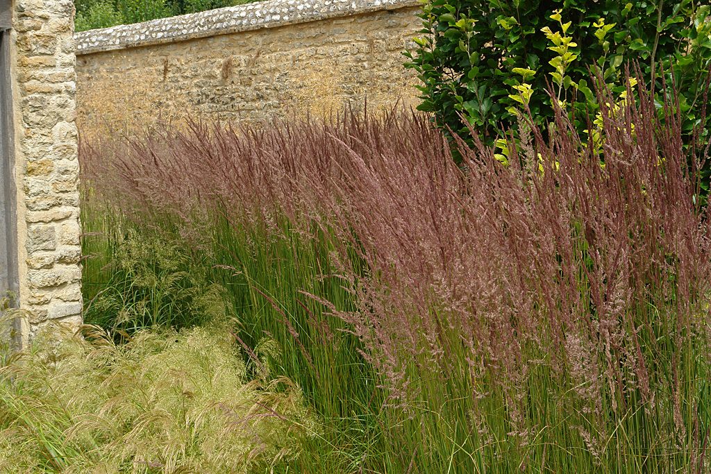 Calamagrostis Karl Foerster 8942