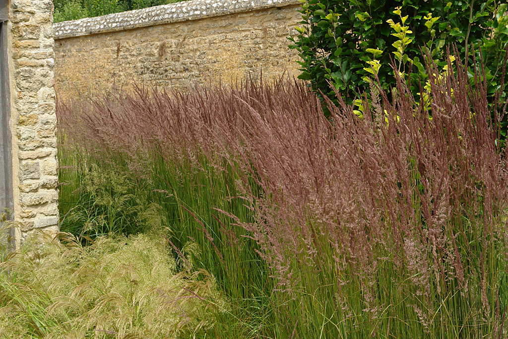 Calamagrostis Karl Foerster 8942