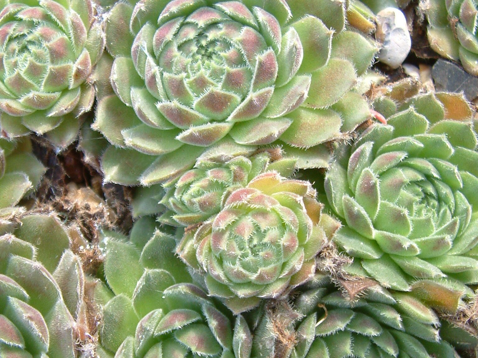 Sempervivum Isabella