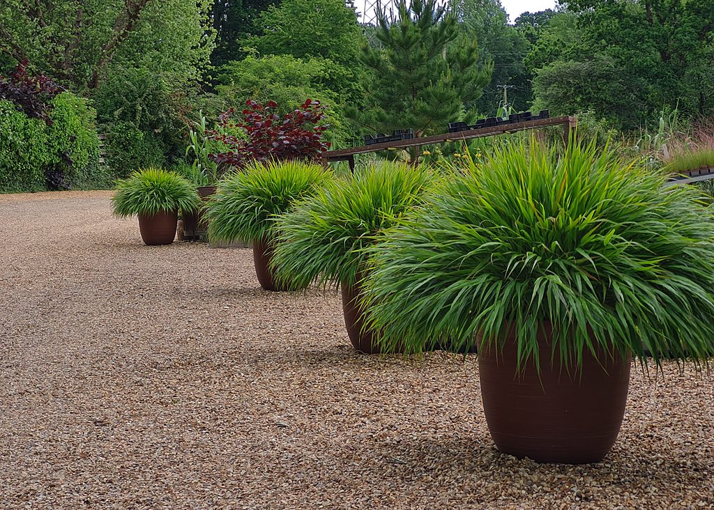 Hakonechloa macra 163034