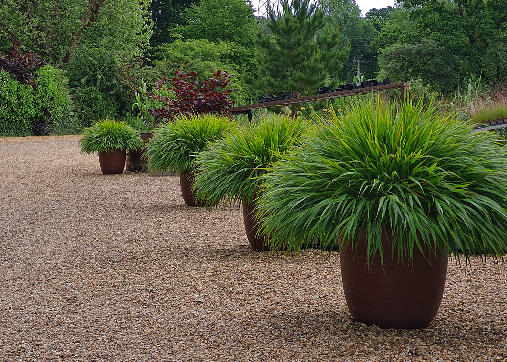 Hakonechloa macra 163034