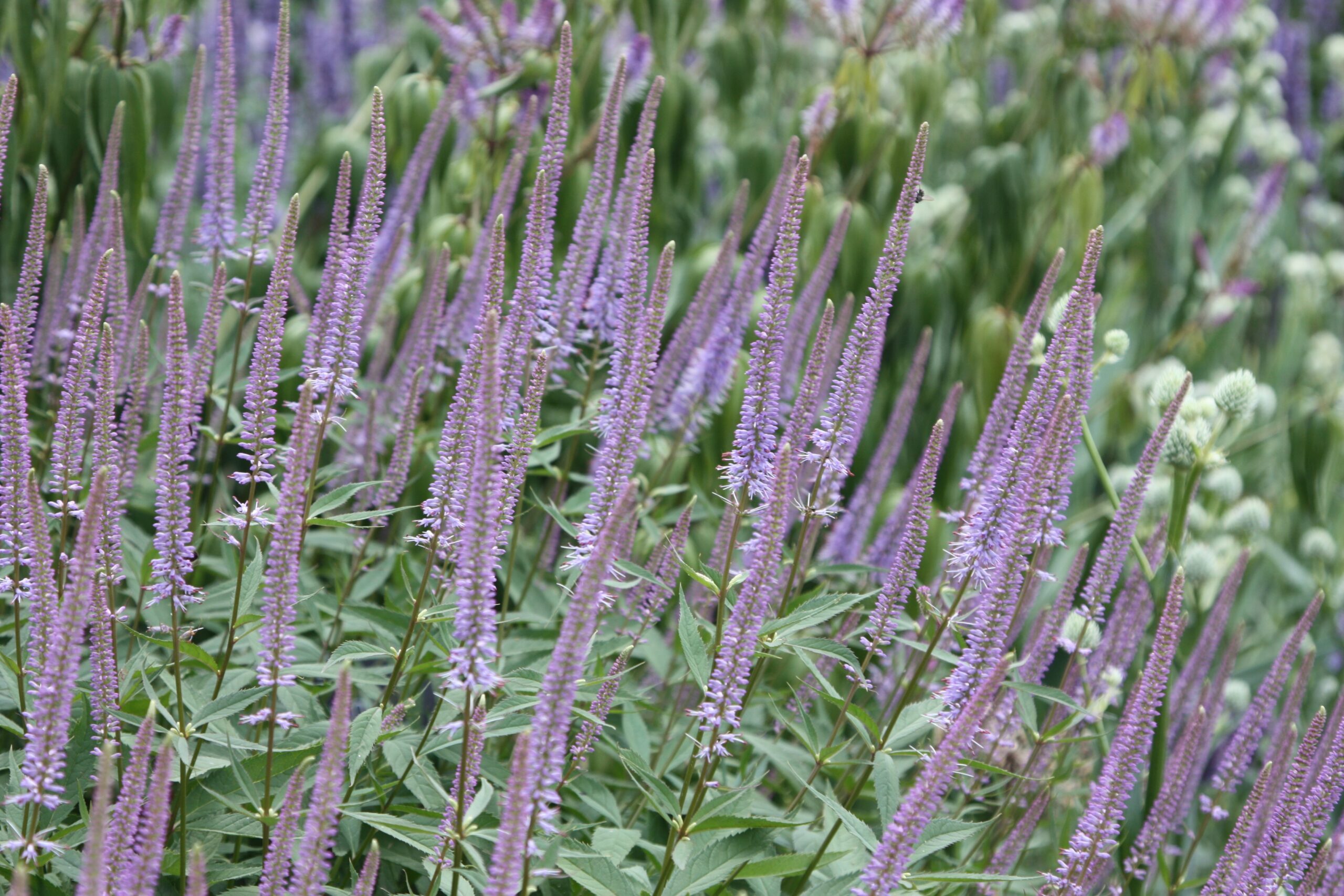 Veronicastrum virginicum Fascination