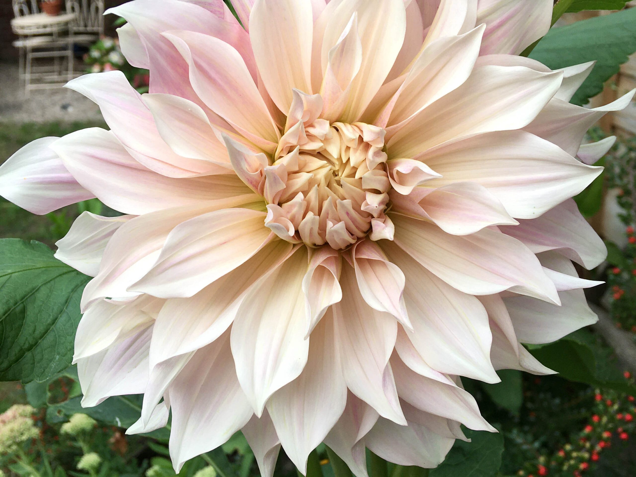 Dahlia 'Cafe au Lait'