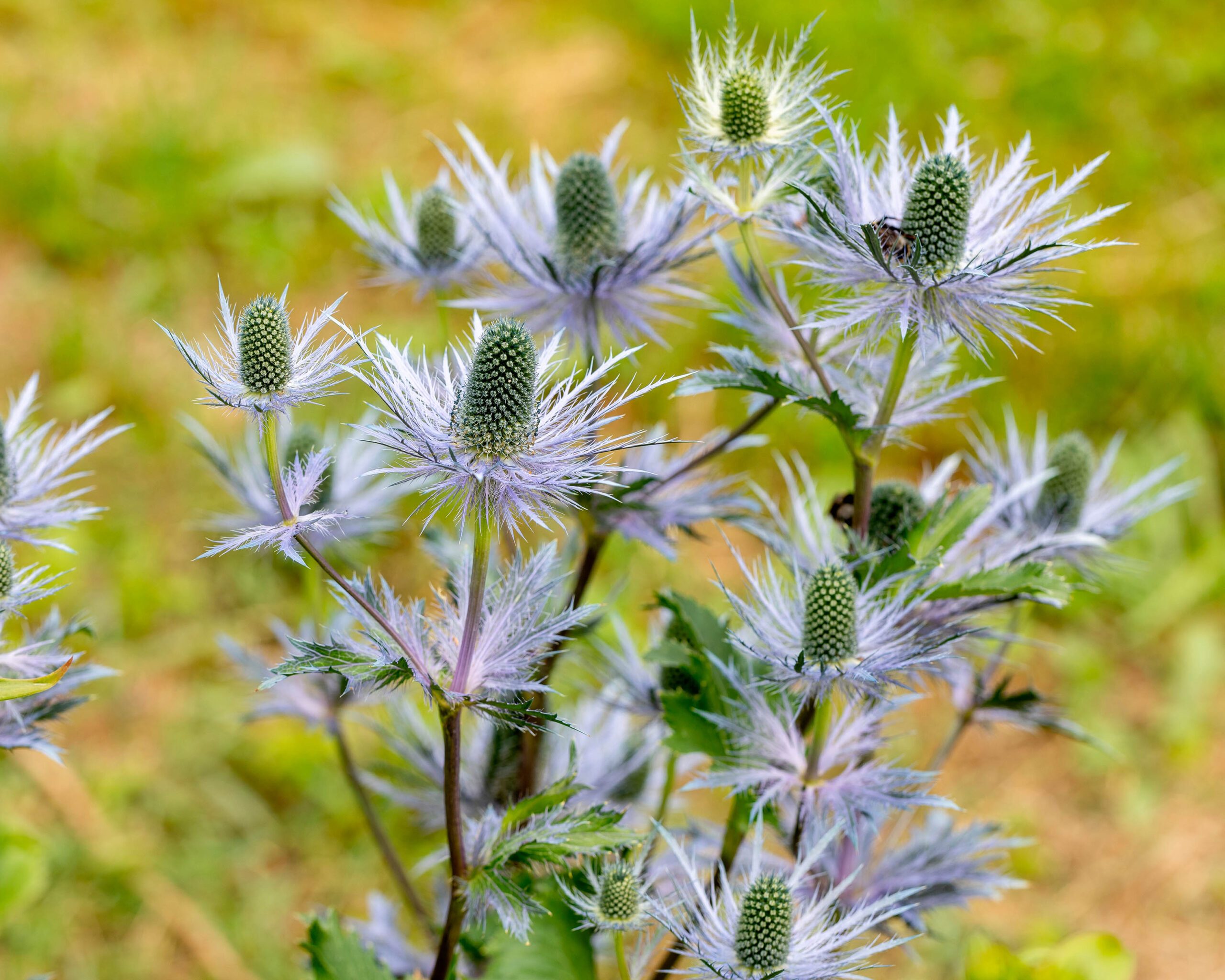 Eryingium 'Blue Star'