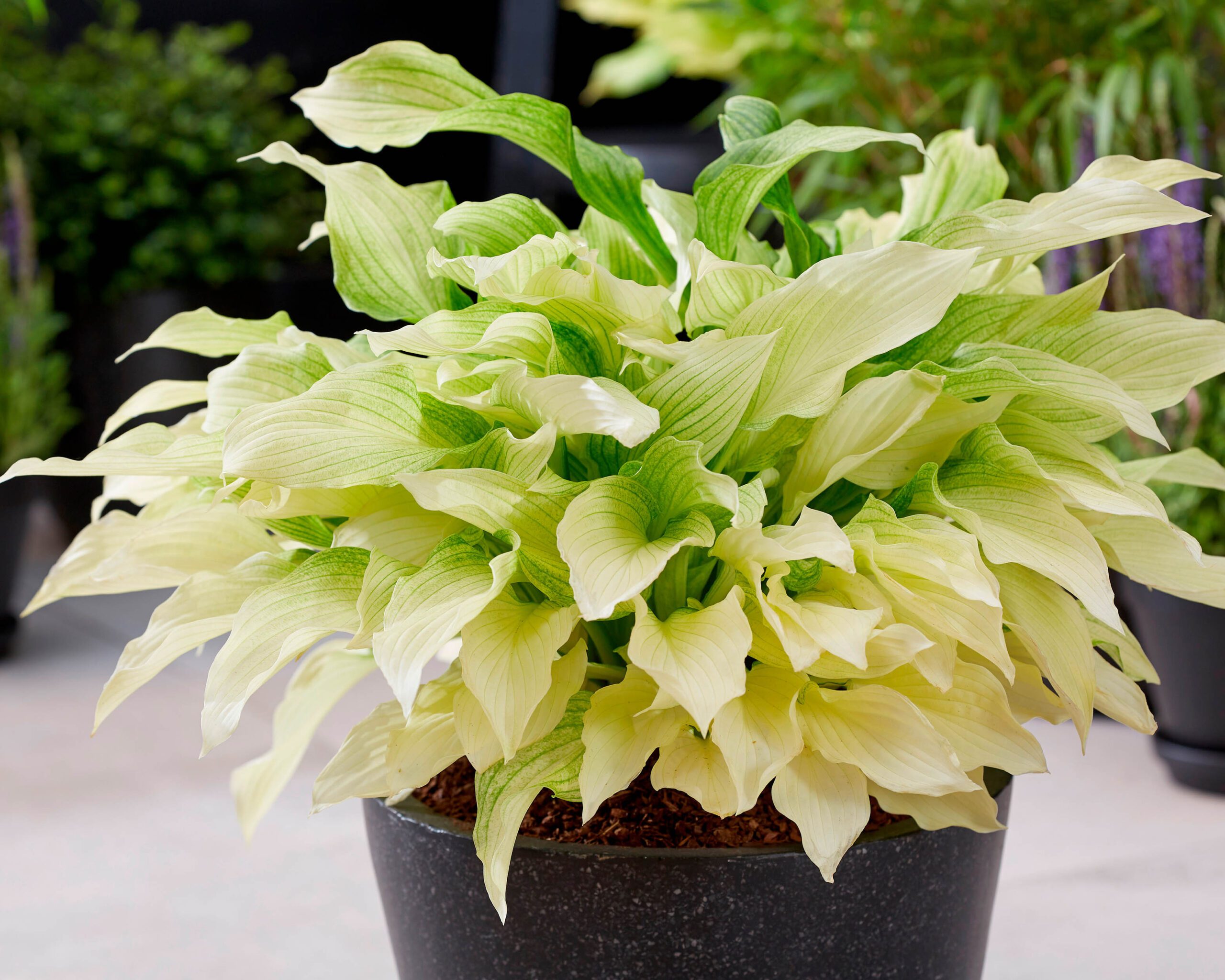 Hosta 'White Feather'