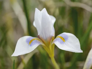Iris unguicularis ‘Peloponnese Snow’ Winter flowering plants: Iris unguicularis ‘Peloponnese Snow’