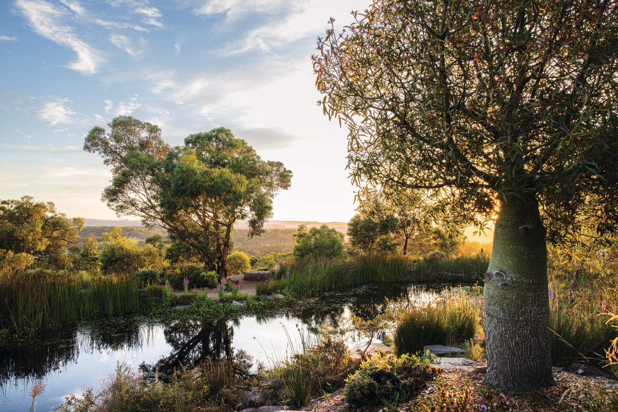 Phillip Johnson garden in Narre Warren East, Australia