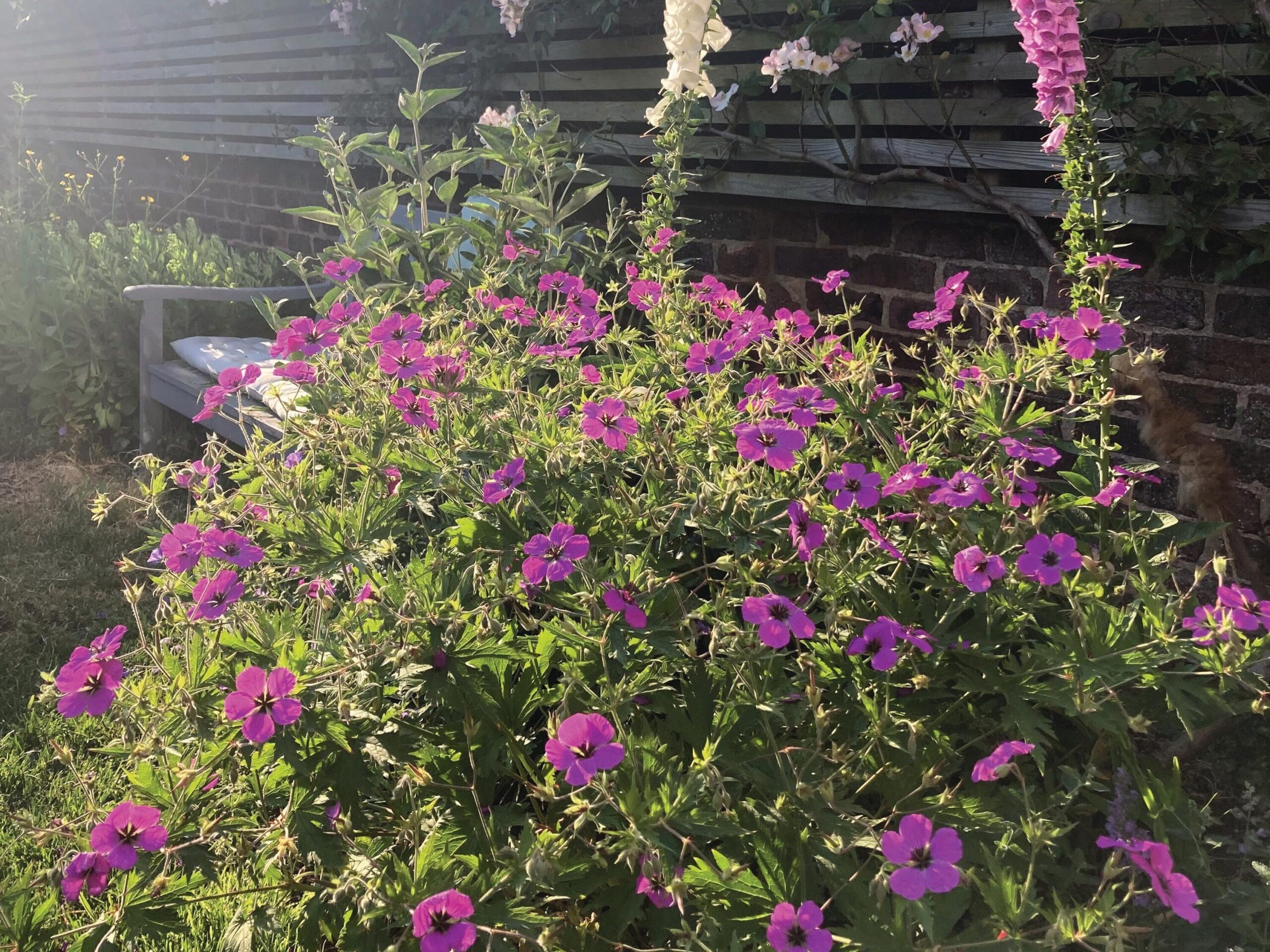 Garden writer Kate Bradbury has filled her small garden near Brighton with plants to encourage wildlife.