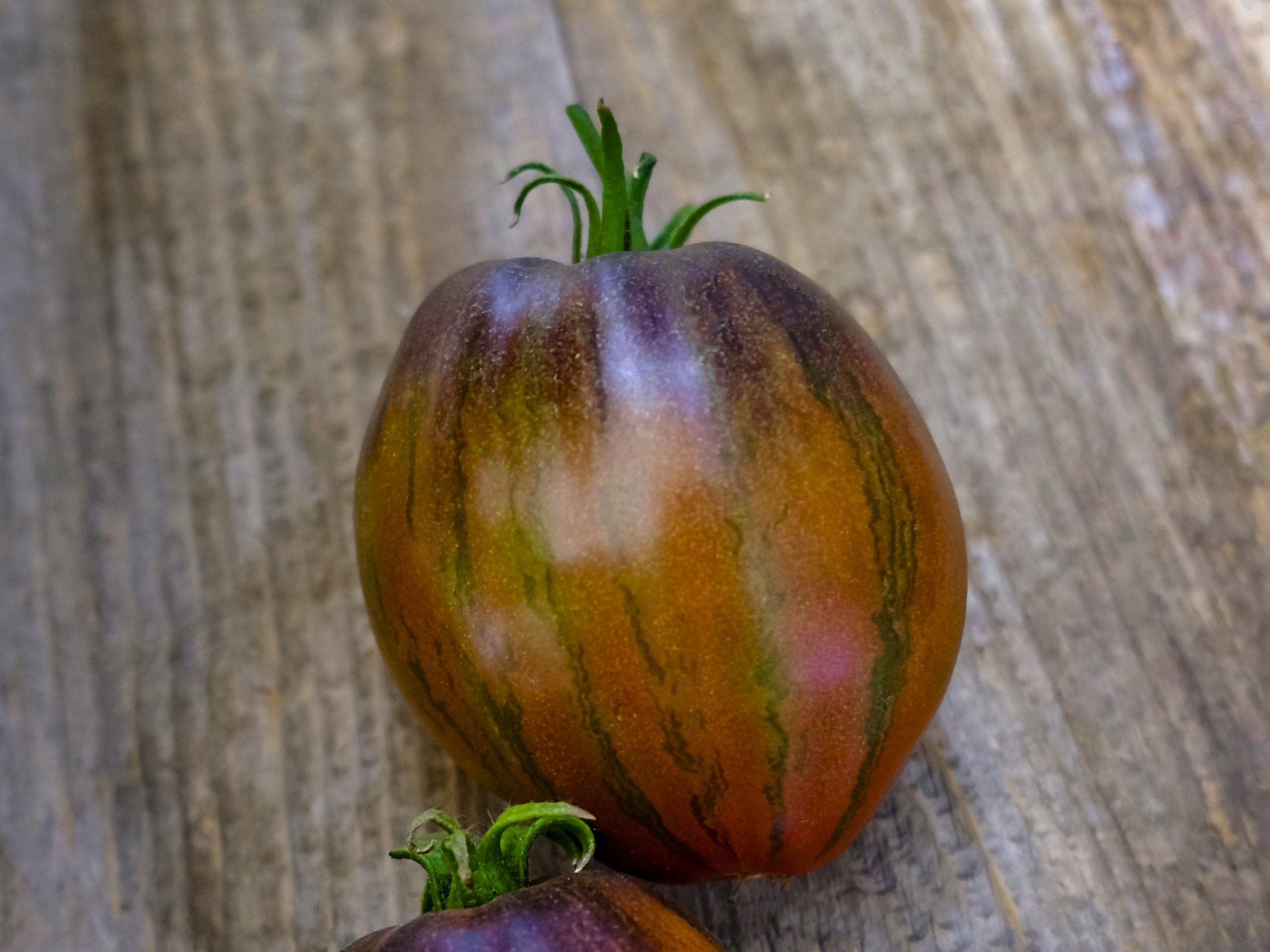 Tomato Rebel Star Fighter Prime
