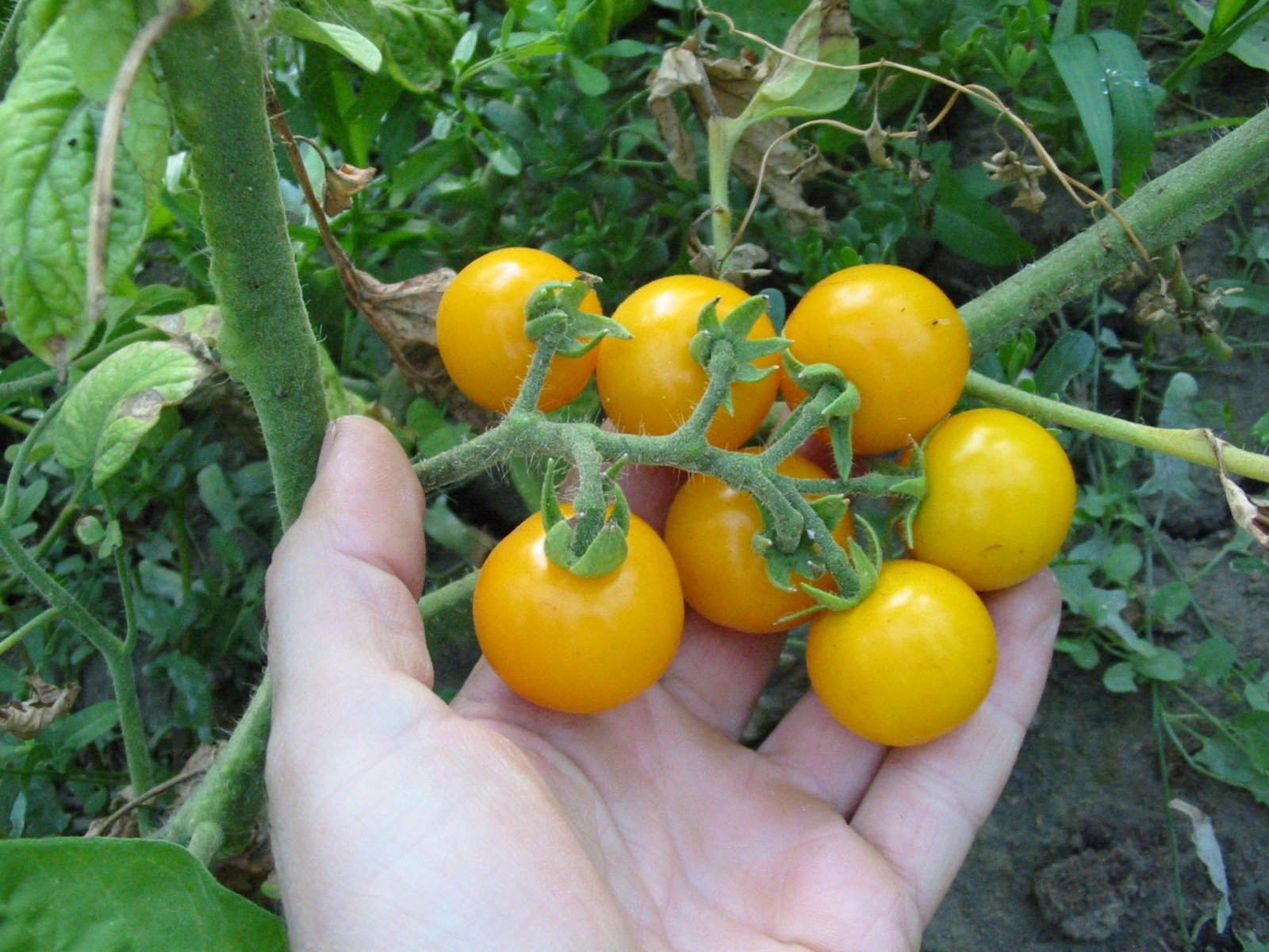 Tomato Galina